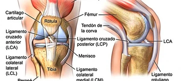 Lesiones de la rodilla (ligamentos y meniscos) - Osium Trauma